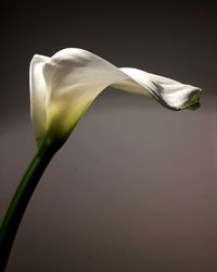 Close-up of white rose