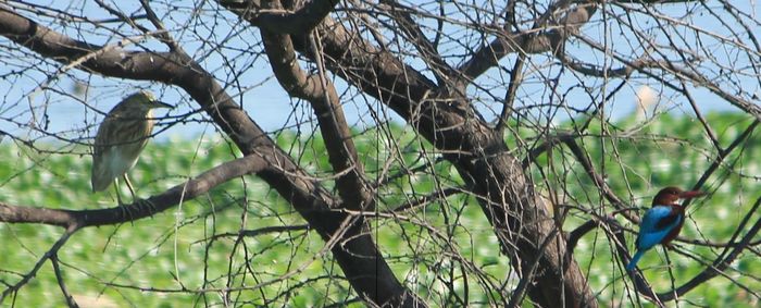 Low angle view of tree against sky