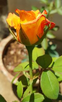 Close-up of flower blooming outdoors