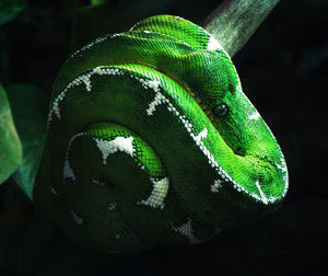 Close-up of a snake