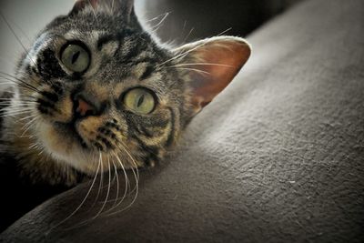 Close-up portrait of tabby cat