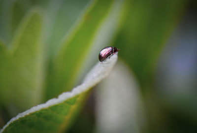 Close-up of insect on leaf