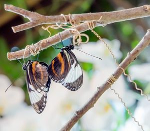 Close-up of butterfly perching on leaf