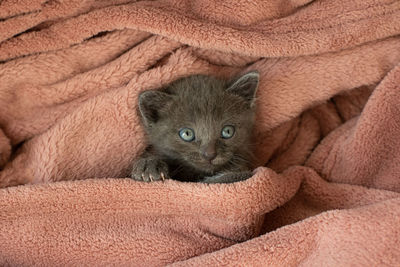 Small gray cat in a pink blanket yawns. long tongue