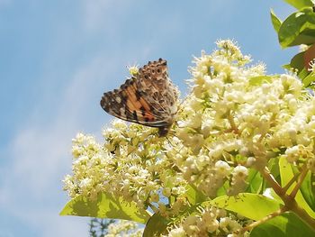 Close-up of butterfly pollinating flower