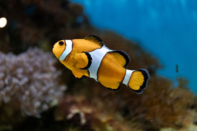 Fish swimming in sea