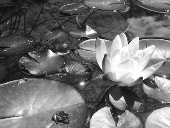 Close-up of lotus water lily