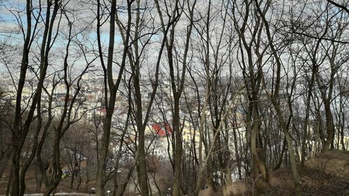 Bare trees in forest during winter