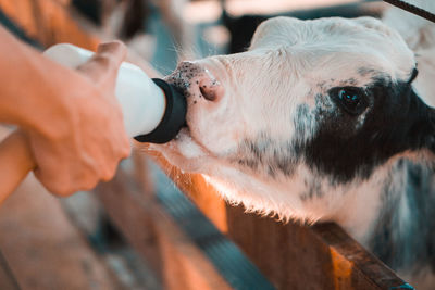 Close-up of hand feeding calf