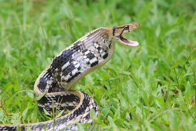Close-up of snake on field
