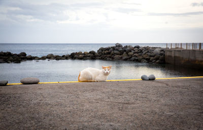 Cat sitting at beach against sky