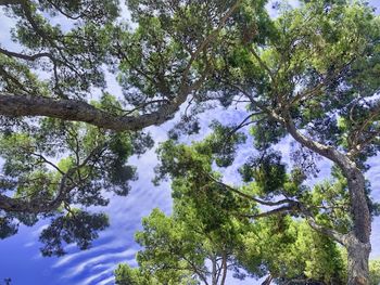 Low angle view of trees against sky