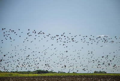 Starlings and lapwings ready for migration over the field. flock of birds flying to south in autumn.