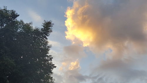 Low angle view of tree against sky