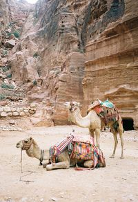 Horse cart on a desert