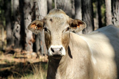 Portrait of cow on field