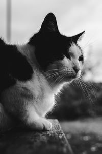 Close-up of cat looking away