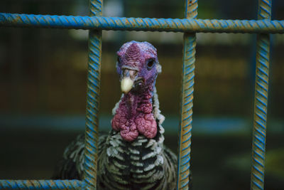 Close-up of bird in cage