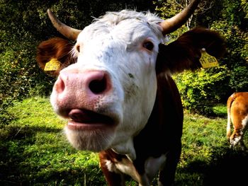 Close-up portrait of cow