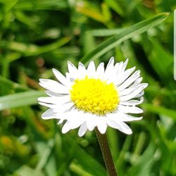 Close-up of yellow flower blooming in park