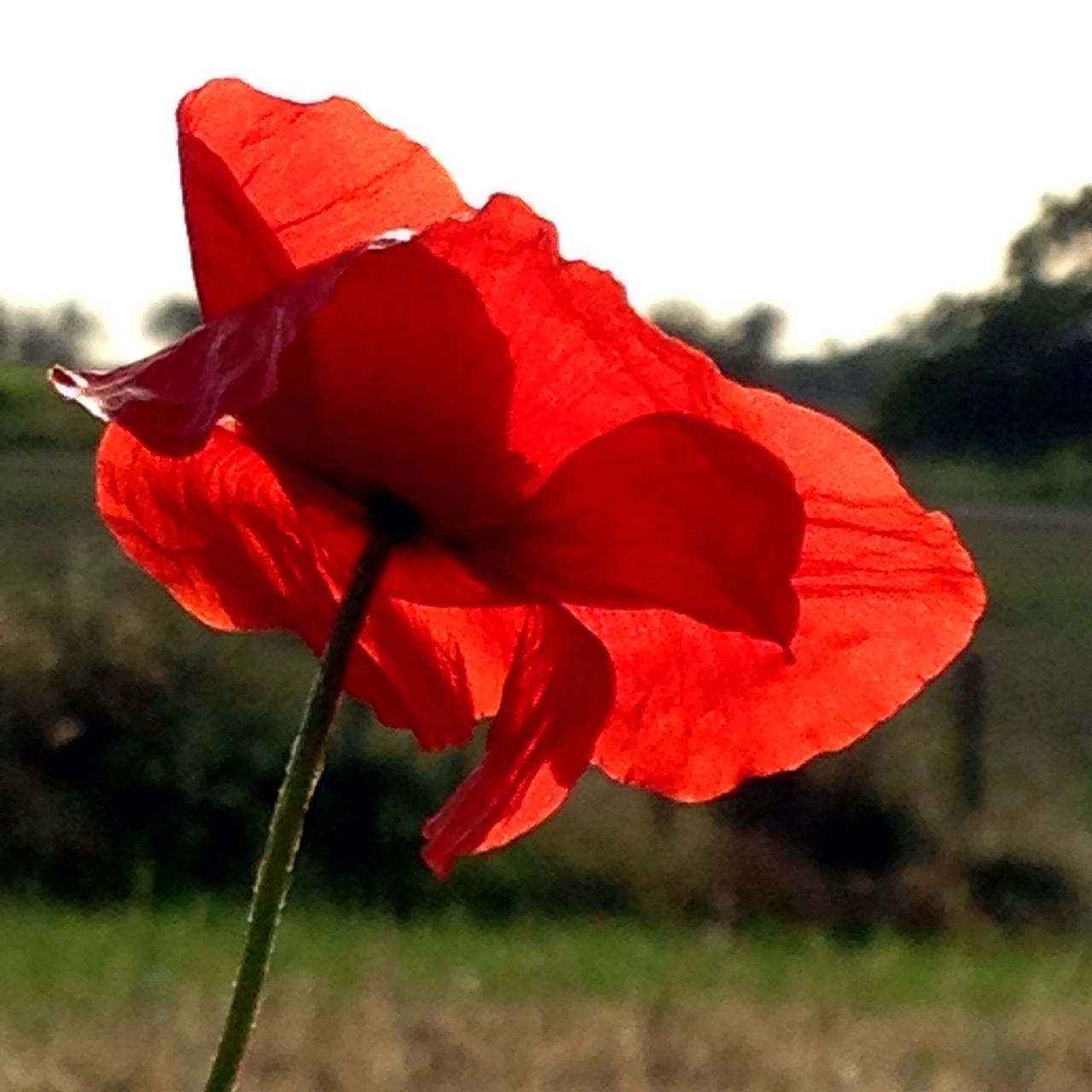 flower, red, fragility, petal, freshness, flower head, focus on foreground, growth, beauty in nature, close-up, poppy, nature, single flower, stem, blooming, plant, day, in bloom, field, outdoors