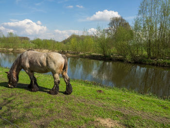 Horses in a field