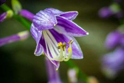 Close-up of bee on purple flower