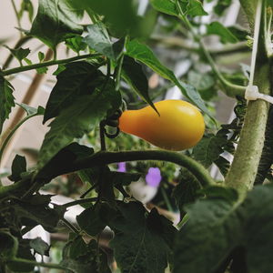 Close-up of fruit growing on tree