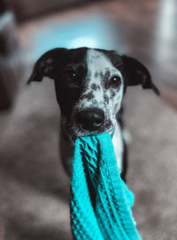 Close-up portrait of a dog