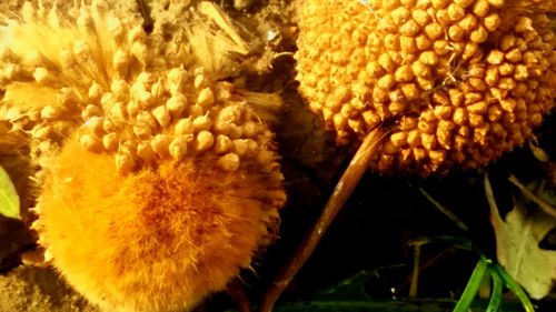 Close-up of yellow flower