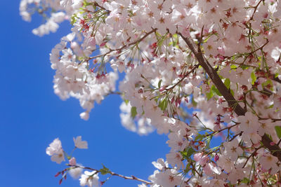 Low angle view of cherry blossoms against sky