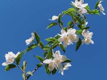 Low angle view of cherry blossoms against clear blue sky