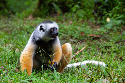 Monkey sitting in a field