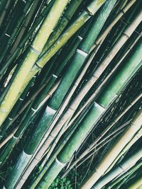 Full frame shot of green leaves