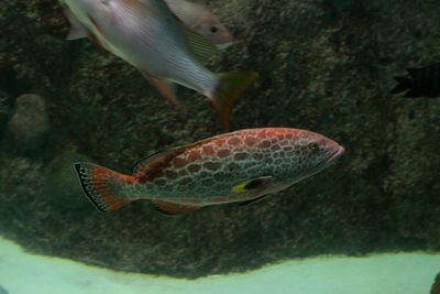 Close-up of fish swimming in sea