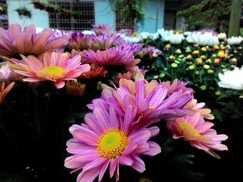 Close-up of pink flowers blooming outdoors