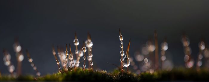 Illuminated plants against sky at night