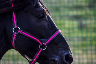 Close-up of black horse