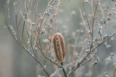 Close-up of snow on branch