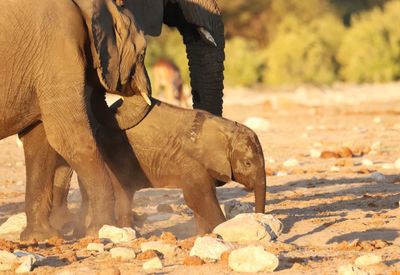 View of elephant on field