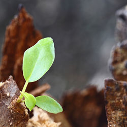 Close-up of green leaves