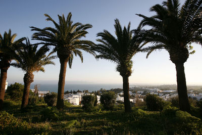 Palm trees by sea against sky