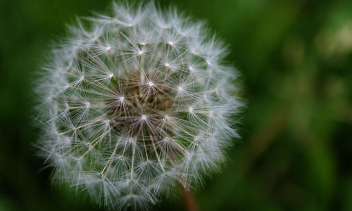 Close-up of dandelion