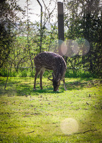 Side view of horse on field