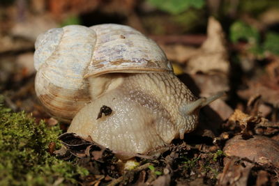 Close-up of snail on field