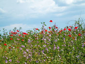 Red flowering plants on field against sky