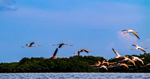 Birds flying over lake against clear blue sky