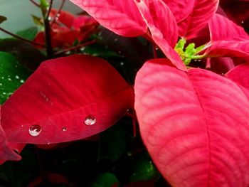 Close-up of water drops on red leaves