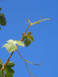 Low angle view of plant against clear blue sky