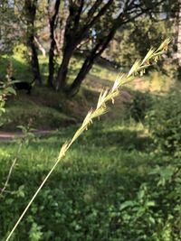 Close-up of plant growing on field